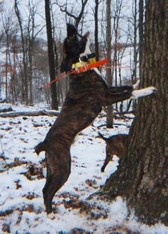 webranger22.jpg